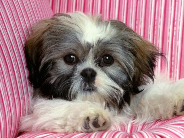 dog_412