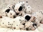 dog_413
