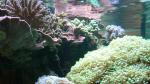 ocean-life-403