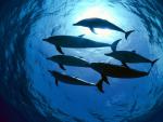 ocean-life-405