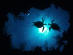 ocean-life-406