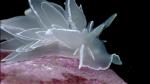 ocean-life-409