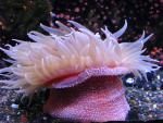 ocean-life-410