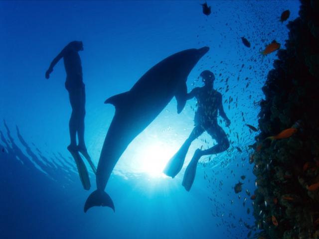 ocean-life-414