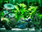 ocean-life-415