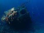 ocean-life-417