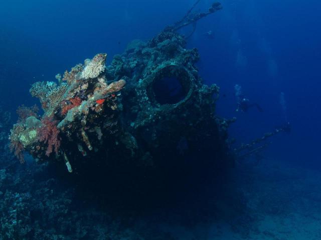 ocean-life-417