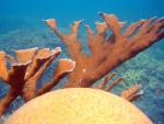 ocean-life-422