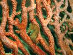 ocean-life-423