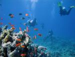 ocean-life-427