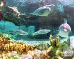 ocean-life-431