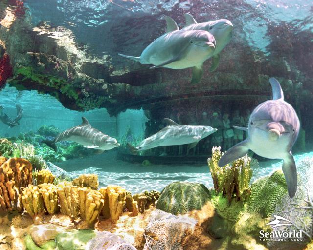 ocean-life-431