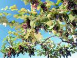 fruit_008