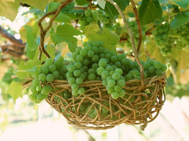 fruit_013