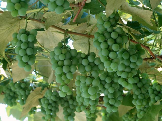 fruit_014