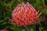 Flower_002