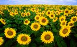 Flower_004