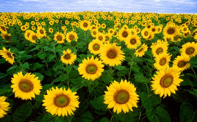 Flower_004