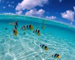 ocean-life-432