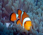 ocean-life-433