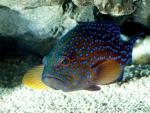ocean-life-434