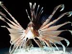 ocean-life-439