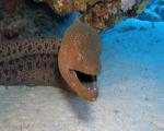 ocean-life-441