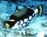 ocean-life-443