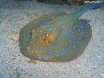 ocean-life-444