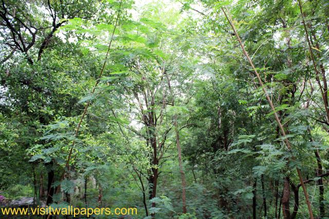 waphukaew_50