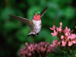 Birds_045