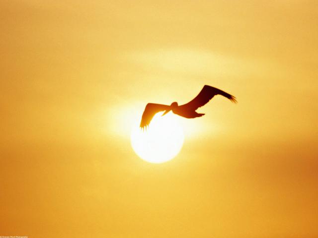 Birds_046