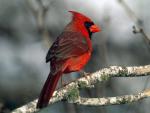 Birds_049