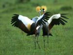 Birds_050