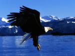 Birds_051