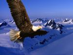 Birds_053