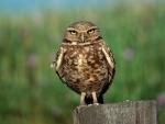 Birds_054