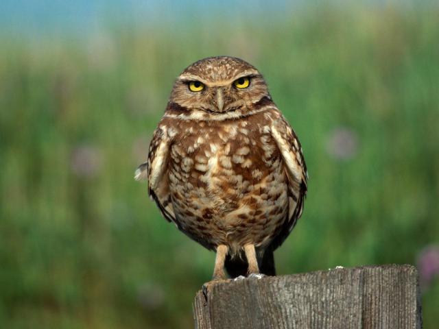 Birds_054