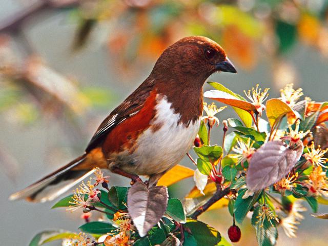 Birds_056