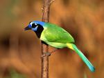 Birds_057