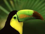 Birds_060