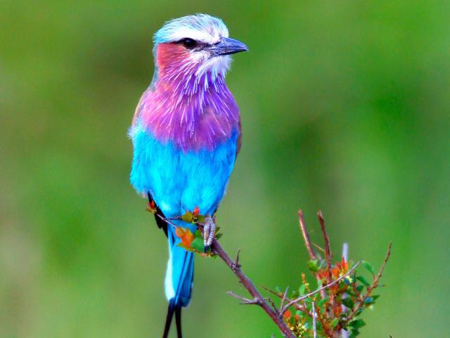 Birds_062