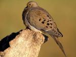 Birds_065