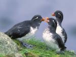 Birds_066