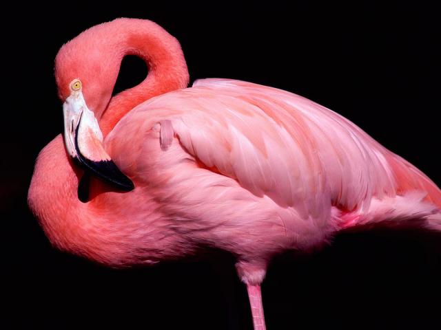 Birds_067