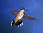 Birds_069