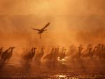 Birds_070