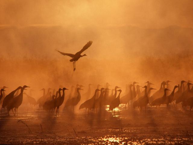 Birds_070