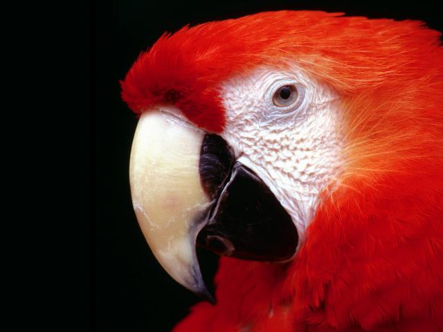 Birds_072