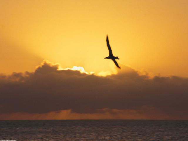 Birds_073